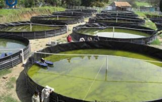 Polypropylene Tank Liner for Outdoor Fish Tank in Dominica