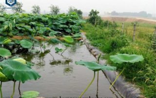 20 mil Pond Liner for Lotus Pond Projects in Myanmar
