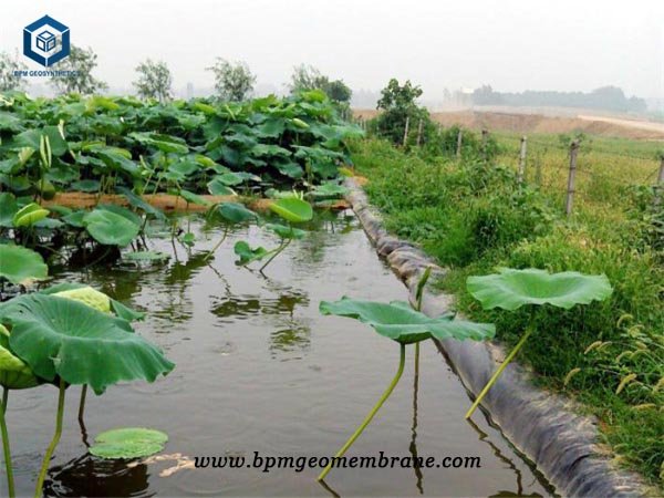 20 mil Pond Liner for Lotus Pond Projects in Myanmar