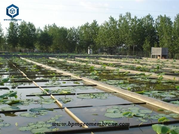 20 mil Pond Liner for Lotus Ponds Project in Myanmar