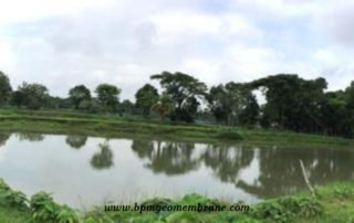 40 mil Pond Liner Fish Farming in Bangladesh
