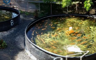 Tank Lining System for Outdoor Fish Tank in Indonesia