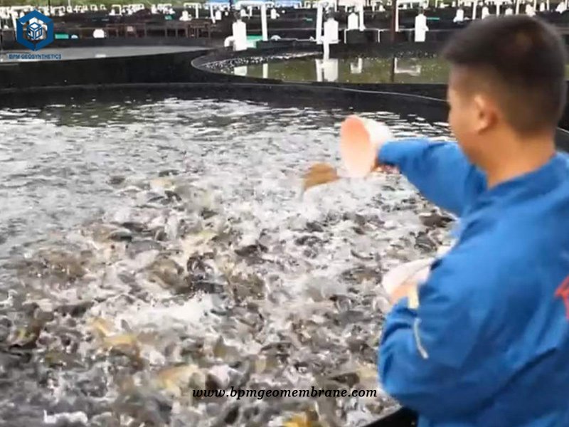 Thick Rubber Pond Liner for Fish Tank Project in Philippine