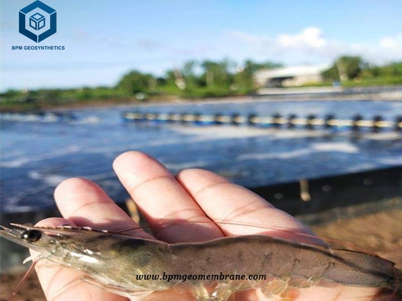 Large Fish Pond Liners for Shrimp Farming Project in Bangladesh